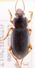 Ophonus ardosiacus